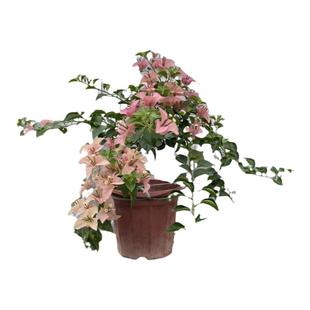 多色品种三角梅老桩大苗卡亚塔漳红缨橙口红马斯四季开花爬藤盆栽