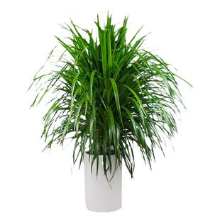 龙须树大型绿植多头龙血树龙铁树发财树室内客厅盆栽花卉植物盆景