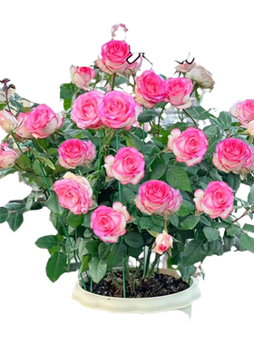 艾莎月季花苗玫瑰花卉包活至开花