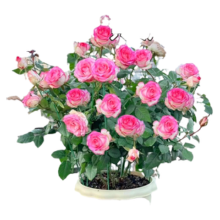 艾莎月季花苗玫瑰花灌木大花盆栽室内四季开多头爱莎特大花苗浓香
