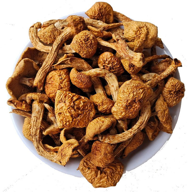 东北特产滑子菇干货黄蘑滑子蘑菇