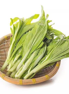 白菜苔菜种籽四季广东菜心种籽