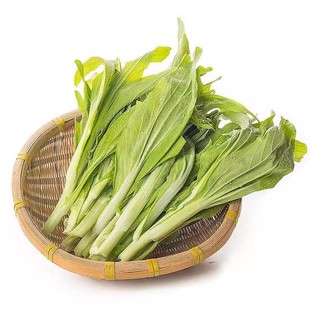 白菜苔菜种籽四季广东菜心白菜苔苗阳台庭院农家新鲜青菜蔬菜种子