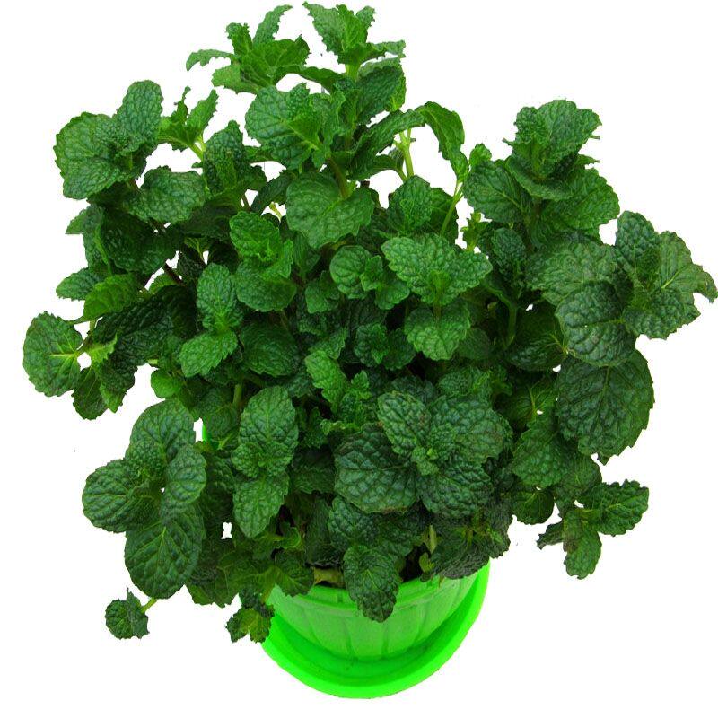 吸毒吊兰客厅吸甲醛新房去味植物