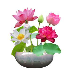 睡莲水培植物四季带花苞莲花大根茎块花卉池塘水养碗莲花盆栽带芽