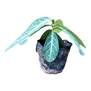 龙利叶种苗 龙脷叶树苗龙舌叶龙味叶绿植中药盘栽清热润肺满3包邮