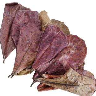 榄仁叶斗鱼懒人叶揽仁叶橄榄叶ph调节鱼缸降酸泰国酸碱度专用剂