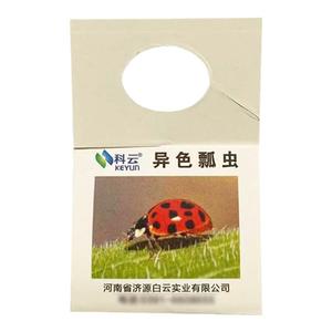 异色瓢虫卵卡活体瓢虫防治蚜虫昆虫天敌有机园林园艺昆虫生物防治