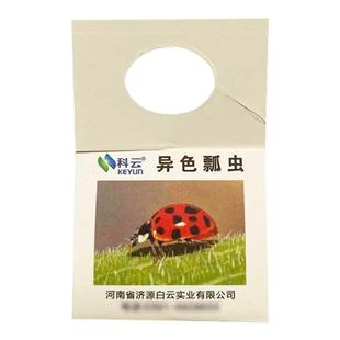 异色瓢虫卵卡活体瓢虫防治蚜虫昆虫天敌有机园林园艺昆虫生物防治