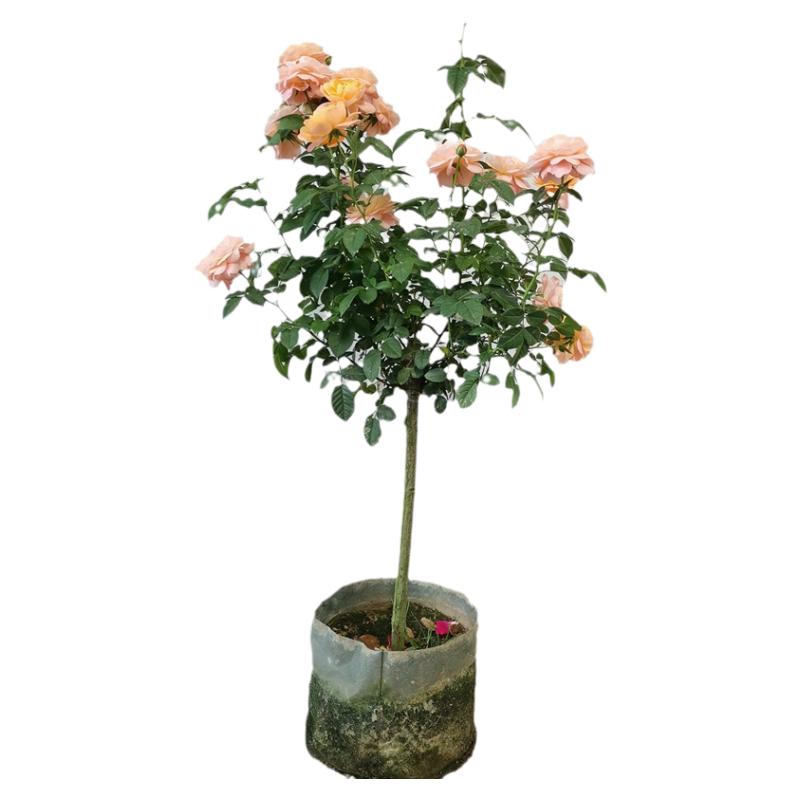 玫瑰果汁阳台棒棒糖树状月季花