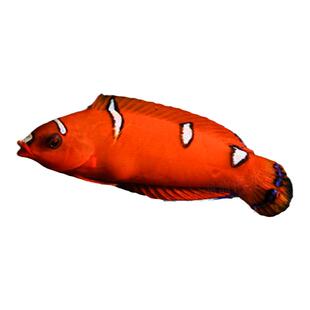 青龙贼眉海猪龙珍珠香蕉鸭嘴黄花角龙双印龙隆头鱼海水观赏鱼活体