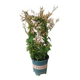 多花素馨盆栽花苗多年生藤本爬藤庭院大花卉室内浓香耐阴常绿植物