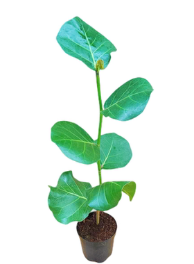 海葡萄绿植盆栽室内美观