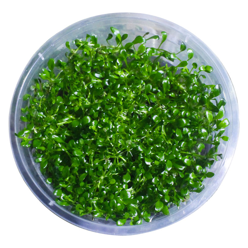 活体爬地水草水下叶无菌植物造景水草前景真水草套餐矮珍珠天湖葵