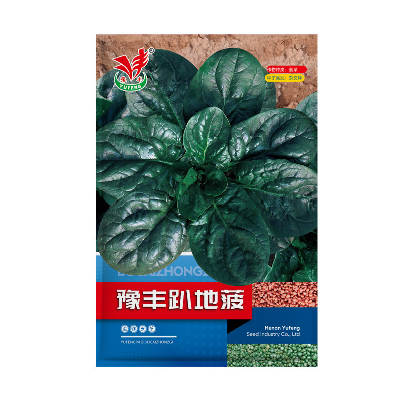 耐低温趴地菠菜种籽河南本地厚叶红根菠菜种子秋冬菜地大面积种植