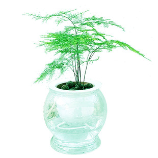 观叶文竹盆栽花卉易活植物室内办公室水培桌面绿植苗盆景四季常青