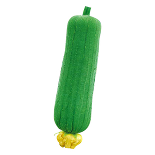 肉丝瓜种子种籽子幼苗四季各种新品种蔬菜苗秧八角秧苗老品种带土