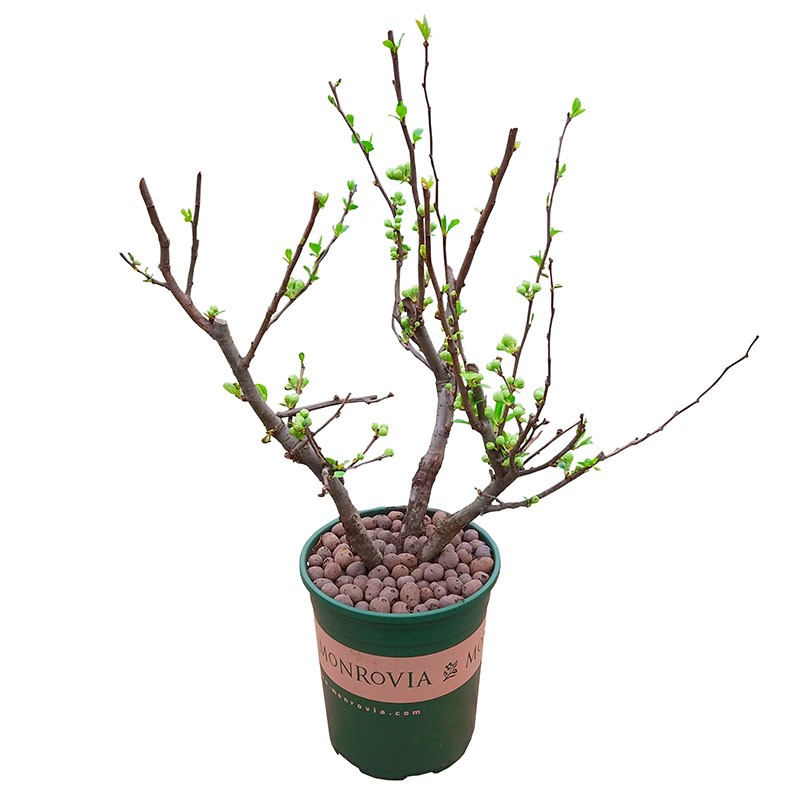 海棠花盆栽花卉植物室内花四季海棠树苗盆景树桩好养的花四季开花