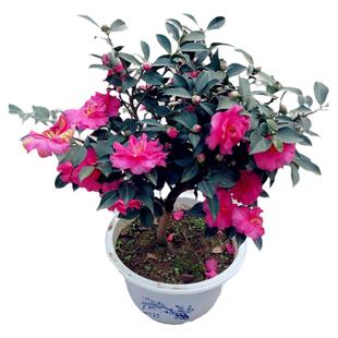 茶梅花苗树植物盆栽室内外耐寒花卉老桩品种茶梅苗四季常青年宵花