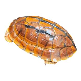 正宗广东种金线长寿龟南种石金钱龟乌龟活物乌龟活体镇宅招财龟