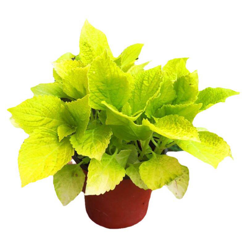 祥瑞金边红色彩叶草花观叶