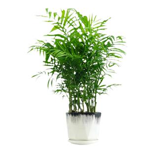 袖珍椰子盆栽室内客厅办公室桌面绿植四季好养观叶植物净化空气