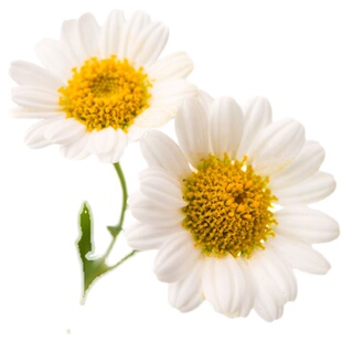 可泡茶和菊花种子大全果香春白菊花籽多年生芳香花卉驱蚊耐寒四季