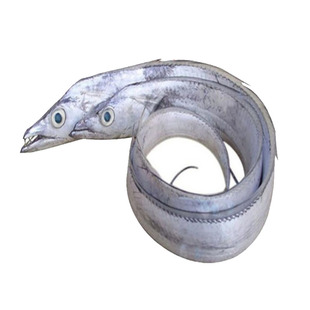 带鱼新鲜冷冻大白刀鱼钓带大带鱼鲜活捕捞整条海鲜水产整箱