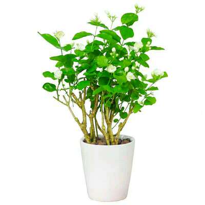绿植重瓣阳台庭院四季茉莉花盆栽