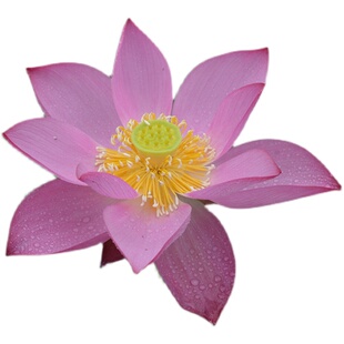 【小池】碗莲乌托邦-中小型可微水生阳台盆栽观赏荷花种藕cqu1021