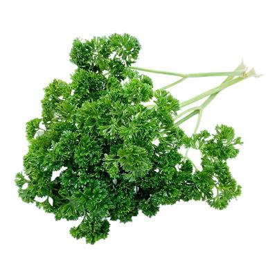 新鲜荷兰芹西餐香料蔬菜