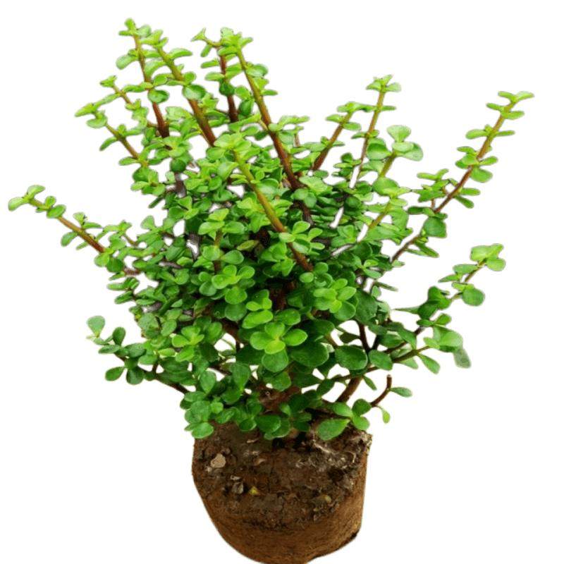 金枝玉叶花卉盆栽室内耐旱绿植阳台常青花苗带土好养多肉老桩植物