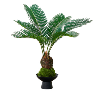 苔藓球铁树水培植物四季常青好养耐阴绿植盆栽家居室内诧寂风盆景