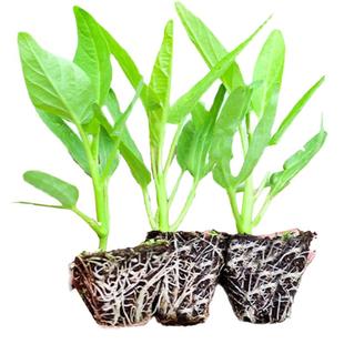 三叉空心菜苗带根老品种白梗大叶小柳叶江西空心菜种阳台秋季菜苗