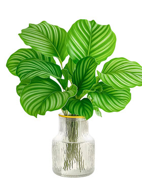青苹果竹芋水培植物绿办公室内
