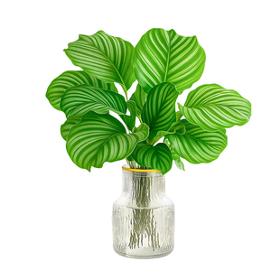 青苹果竹芋水培植物室内好养绿植办公客厅净化空气盆栽四季常青花