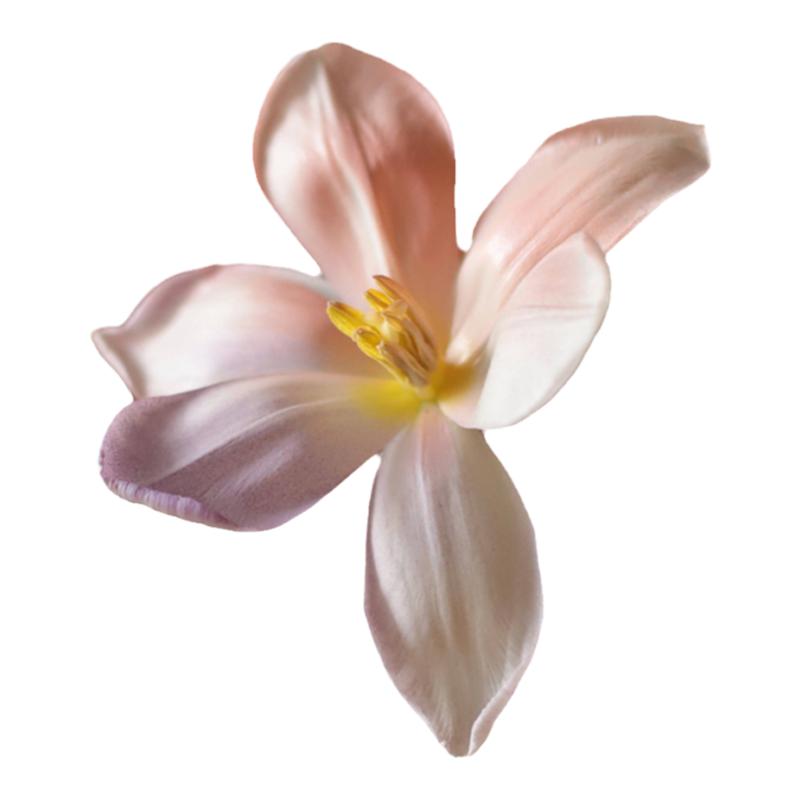 自喷漆莫兰迪用品染料吸色鲜花