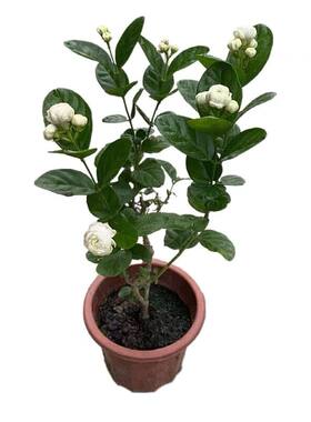 宝珠茉莉花盆栽圆叶茉莉重瓣多花