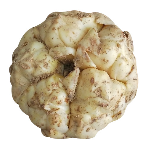 宜兴鲜百合食用土特产家用送人新鲜百合微苦软糯新鲜产地直发