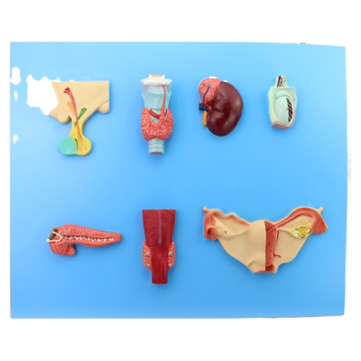 ENOVO颐诺人体内分泌系统模型