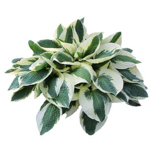 玉簪花苗盆栽阳台彩叶多年生耐阴寒宿根观叶植物庭院花境搭配造景