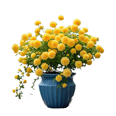 重瓣棣棠花苗耐寒四季好养