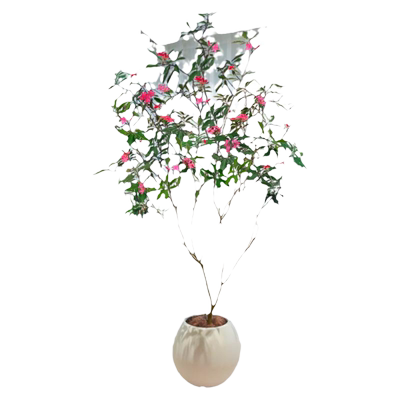 琴叶珊瑚全年四季带花发飘枝造型