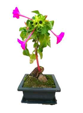 紫茉莉花种子地雷花夜来香室外花园庭院阳台盆栽四季易种花卉种籽