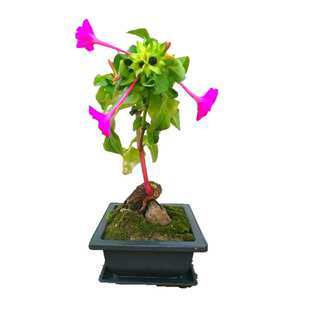 紫茉莉花种子地雷花夜来香室外花园庭院阳台盆栽四季易种花卉种籽