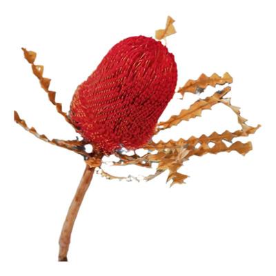 班克木毛绒球小米千层金进口佛塔