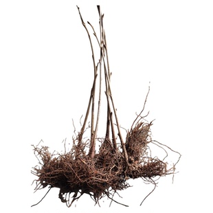 吉塞拉6号12号17号Y1砧木苗矮化樱桃砧木苗嫁接专用樱桃砧木