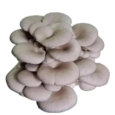 玉米芯栽培种简单种蘑菇