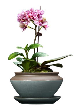 哥窑多肉蝴蝶兰专用花盆带托盘大号陶瓷清仓简约吊兰绿植兰花盆