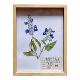 植物昆虫标本鉴定名称标签不干胶押花压花信息专用贴定台纸名签